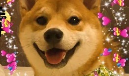 狗子今日爆料图片表情包,表情包背后的秘密大揭秘！